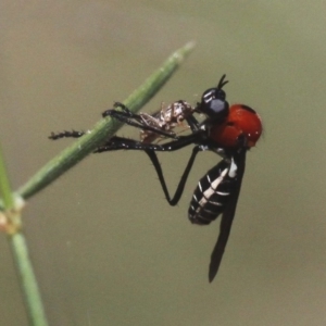 Cabasa pulchella at Cotter River, ACT - 7 Jan 2017