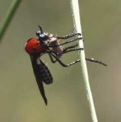 Cabasa pulchella at Cotter River, ACT - 7 Jan 2017