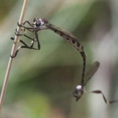 Leptogaster sp. (genus) (Robber fly) at Cotter River, ACT - 7 Jan 2017 by HarveyPerkins