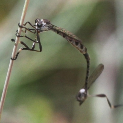 Leptogaster sp. (genus) (Robber fly) at Cotter River, ACT - 7 Jan 2017 by HarveyPerkins