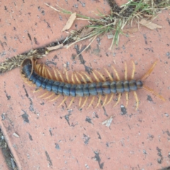 Ethmostigmus rubripes (Giant centipede) at Ngunnawal, ACT - 10 Jan 2017 by GeoffRobertson