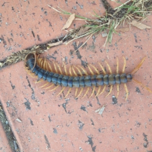 Ethmostigmus rubripes at Ngunnawal, ACT - 10 Jan 2017 08:06 PM