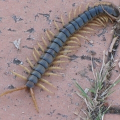 Ethmostigmus rubripes at Ngunnawal, ACT - 10 Jan 2017 08:06 PM