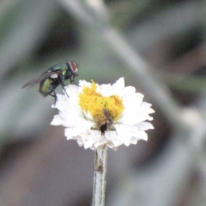 Lucilia cuprina at Ngunnawal, ACT - 10 Jan 2017