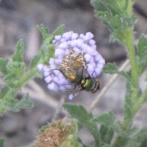 Lucilia cuprina at Ngunnawal, ACT - 10 Jan 2017