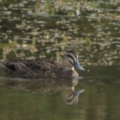 Anas superciliosa (Pacific Black Duck) at Amaroo, ACT - 7 Jan 2017 by GeoffRobertson