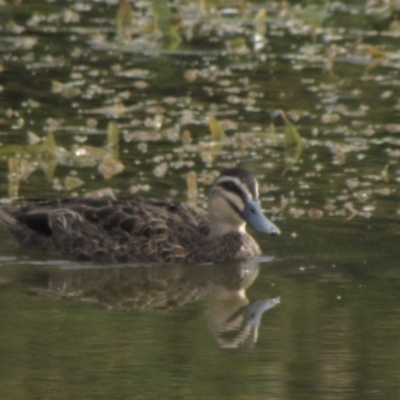 Anas superciliosa (Pacific Black Duck) at Amaroo, ACT - 7 Jan 2017 by GeoffRobertson