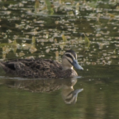 Anas superciliosa (Pacific Black Duck) at Amaroo, ACT - 6 Jan 2017 by GeoffRobertson