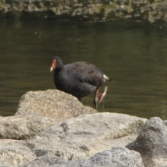 Gallinula tenebrosa (Dusky Moorhen) at Amaroo, ACT - 6 Jan 2017 by GeoffRobertson