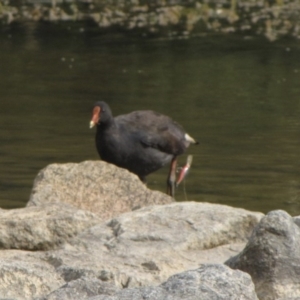 Gallinula tenebrosa at Amaroo, ACT - 7 Jan 2017 12:00 AM