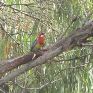 Platycercus eximius at Amaroo, ACT - 7 Jan 2017 12:00 AM