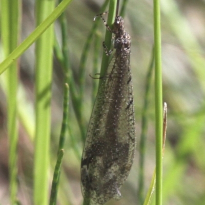 Glenoleon sp. (genus) (Antlion lacewing) at Uriarra Village, ACT - 7 Jan 2017 by HarveyPerkins