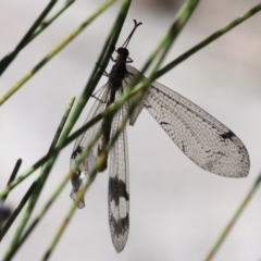 Glenoleon sp. (genus) at Uriarra Village, ACT - 7 Jan 2017