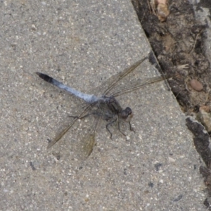 Orthetrum caledonicum at Moncrieff, ACT - 7 Jan 2017