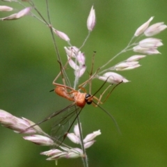 Netelia sp. (genus) (An Ichneumon wasp) at Tennent, ACT - 1 Jan 2017 by HarveyPerkins