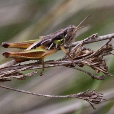Praxibulus sp. (genus) (A grasshopper) at Tennent, ACT - 1 Jan 2017 by HarveyPerkins
