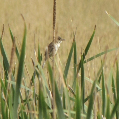 Acrocephalus australis (Australian Reed-Warbler) at Amaroo, ACT - 6 Jan 2017 by GeoffRobertson