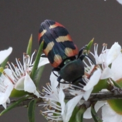 Castiarina sexplagiata (Jewel beetle) at Lower Cotter Catchment - 2 Jan 2017 by HarveyPerkins