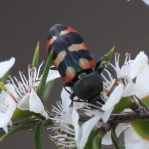 Castiarina sexplagiata at Cotter River, ACT - 2 Jan 2017