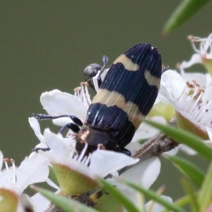 Castiarina bifasciata at Cotter River, ACT - 2 Jan 2017 04:37 PM