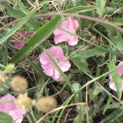 Convolvulus angustissimus subsp. angustissimus (Australian Bindweed) at Ngunnawal, ACT - 6 Jan 2017 by GeoffRobertson