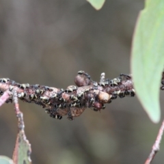 Eurymelinae (subfamily) at Cotter River, ACT - 7 Jan 2017