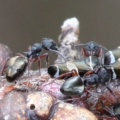 Dolichoderus scabridus (Dolly ant) at Cotter River, ACT - 7 Jan 2017 by HarveyPerkins