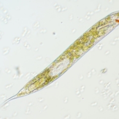 Euglena sp. (A single-celled flagellate Eukaryotes) at Kowen, ACT - 22 Dec 2016 by KenT