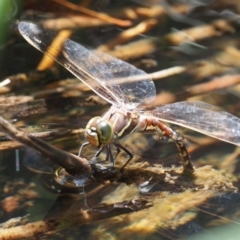 Adversaeschna brevistyla (Blue-spotted Hawker) at Lower Cotter Catchment - 5 Jan 2017 by KenT