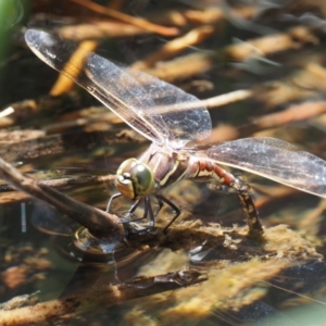 Adversaeschna brevistyla at Cotter River, ACT - 5 Jan 2017 01:09 PM