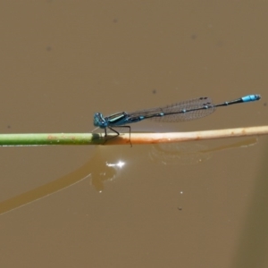 Austroagrion watsoni at Cotter River, ACT - 31 Dec 2016 11:15 AM