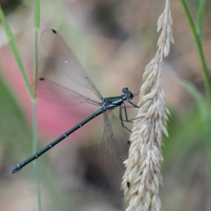 Austroargiolestes icteromelas at Cotter River, ACT - 31 Dec 2016