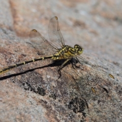 Austrogomphus guerini (Yellow-striped Hunter) at Cotter River, ACT - 30 Dec 2016 by KenT