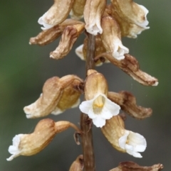 Gastrodia entomogama (Brindabella potato orchid) at Cotter River, ACT - 7 Jan 2017 by HarveyPerkins