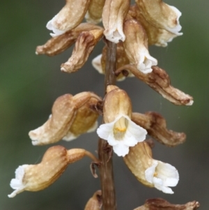 Gastrodia procera at Cotter River, ACT - suppressed