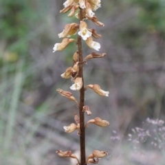 Gastrodia procera at Cotter River, ACT - suppressed