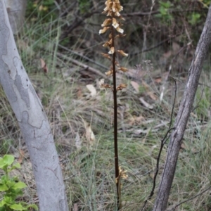 Gastrodia procera at Cotter River, ACT - suppressed