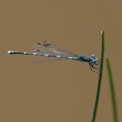 Austrolestes leda (Wandering Ringtail) at Cotter River, ACT - 31 Dec 2016 by KenT