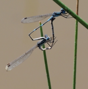 Austrolestes leda at Cotter River, ACT - 31 Dec 2016