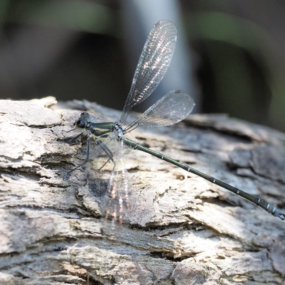 Austroargiolestes icteromelas (Common Flatwing) at Cotter River, ACT - 5 Jan 2017 by KenT