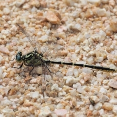 Austrogomphus guerini (Yellow-striped Hunter) at Lower Cotter Catchment - 4 Jan 2017 by KenT