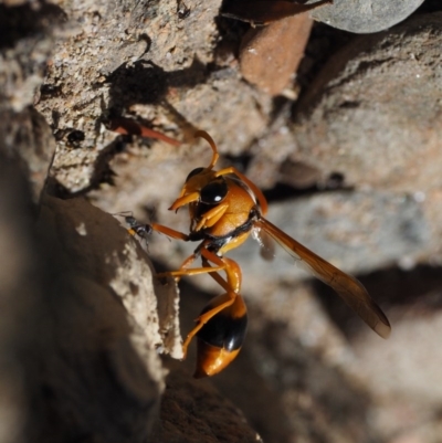 Delta bicinctum (Potter wasp) at Cotter River, ACT - 31 Dec 2016 by KenT