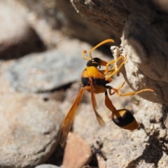 Delta bicinctum at Cotter River, ACT - 31 Dec 2016