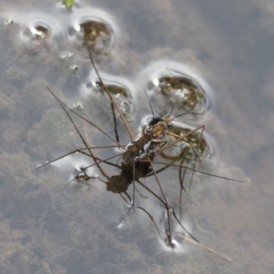 Gerridae (family) (Unidentified water strider) at Lower Cotter Catchment - 4 Jan 2017 by KenT