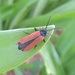 Porrostoma rhipidium (Long-nosed Lycid (Net-winged) beetle) at Pollinator-friendly garden Conder - 19 Nov 2016 by michaelb