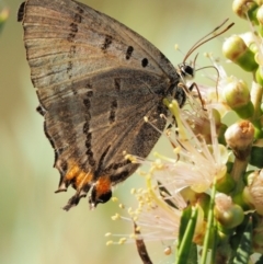 Jalmenus evagoras (Imperial Hairstreak) at Cotter River, ACT - 30 Dec 2016 by KenT