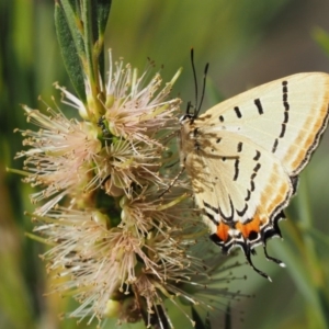 Jalmenus evagoras at Cotter River, ACT - 31 Dec 2016