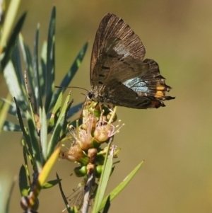 Jalmenus evagoras at Cotter River, ACT - 31 Dec 2016