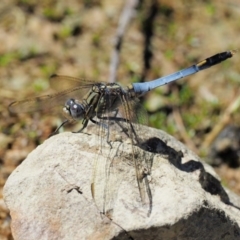 Orthetrum caledonicum (Blue Skimmer) at Lower Cotter Catchment - 31 Dec 2016 by KenT