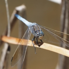 Orthetrum caledonicum at Cotter River, ACT - 31 Dec 2016